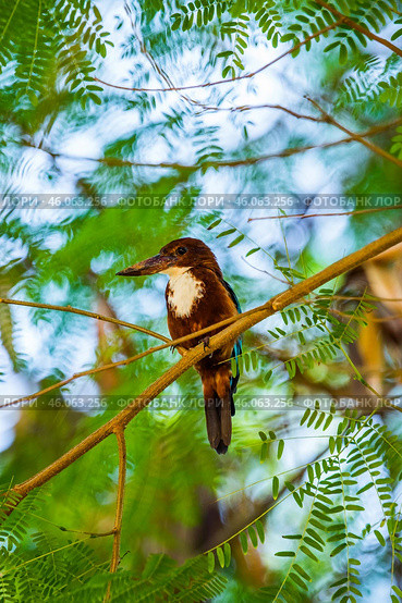 Красноклювая альциона (Halcyon smyrnensis fusca) сидит на ветке акации (2012 год). Стоковое фото, фотограф Анна Ефимова / Фотобанк Лори