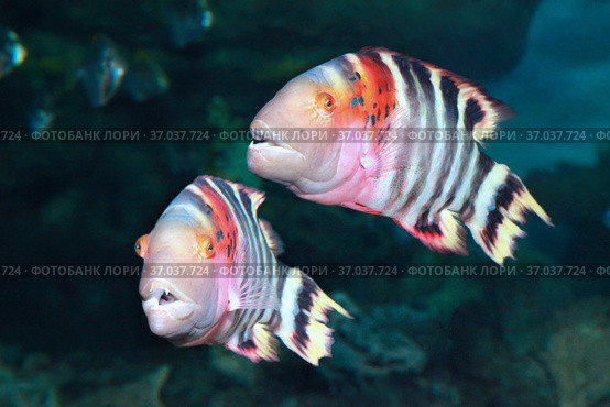 Краснозобый губан  Cheilinus fasciatus. Стоковое фото, фотограф Татьяна Белова / Фотобанк Лори