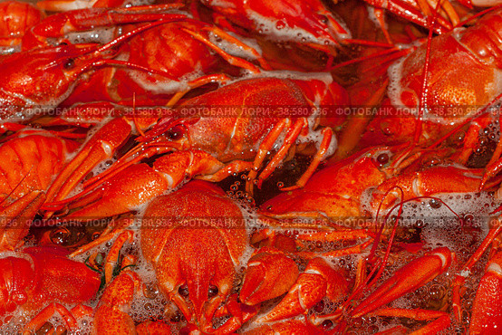 Красные раки варятся в кипящей воде. Крупный план, выборочный фокус. Red crayfish are boiled in boiling water. Close-up, selective focus. Preparation of snacks. Стоковое фото, фотограф Валерий Елистратов / Фотобанк Лори