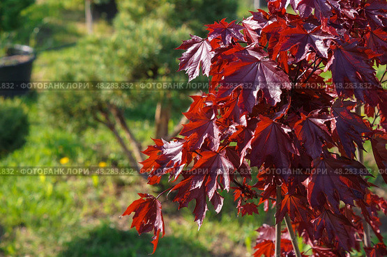 Красный клен сорта Royal Red (Роял Ред) на фоне других растений. Стоковое фото, фотограф Евгения Золкина / Фотобанк Лори