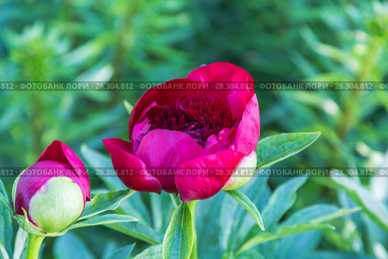 Красный пион Рэд Чарм (Paeonia) Стоковое фото, фотограф Ольга Сейфутдинова / Фотобанк Лори