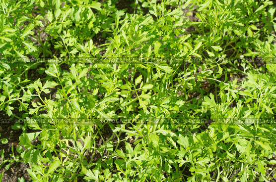 Кресс-салат (лат. Lepidium sativum) на грядке. Стоковое фото, фотограф Елена Коромыслова / Фотобанк Лори