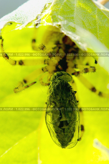 Крестовик четырёхпятнистый (луговой) (Araneus quadratus). Самка. Стоковое фото, фотограф Sergey Toronto / Фотобанк Лори