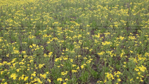 Крестовник весенний (Senecio vernalis Waldst) на заброшенном поле. Стоковое видео, видеограф Олег Хархан / Фотобанк Лори