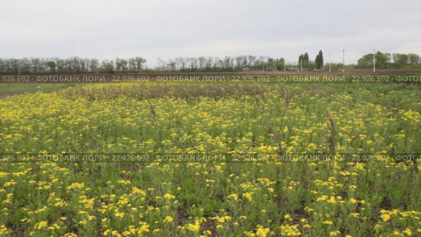 Крестовник весенний (Senecio vernalis Waldst) на заброшенном поле. Стоковое видео, видеограф Олег Хархан / Фотобанк Лори