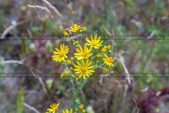 Крестовник Якова, или суходольный (Senecio jacobaea) Стоковое фото, фотограф Ольга Сейфутдинова / Фотобанк Лори
