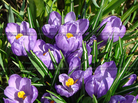 Крокус или шафран Crocus сиреневые цветы с желтыми пестиками. Стоковое фото, фотограф Александр Висляев / Фотобанк Лори