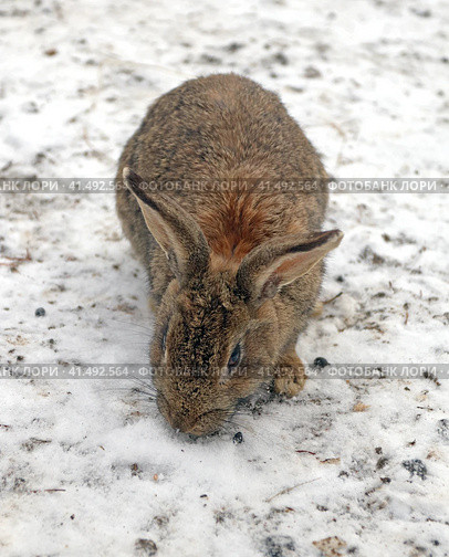 Кролик домашний (Oryctolagus cuniculus domesticus) Стоковое фото, фотограф EgleKa / Фотобанк Лори