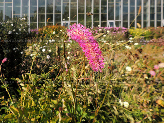 Кровохлебка притупленная (Sanguisorba obtusa), семейство Розоцветные. Стоковое фото, фотограф Заноза-Ру / Фотобанк Лори