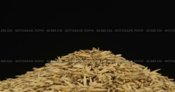 Крупный план. Вращение кучи овсяных зерен. Выделено на черном фоне. Стоковое видео, видеограф Александр Собко / Фотобанк Лори