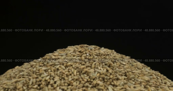 Крупный план. Вращение кучи ржаных зерен. Выделено на черном фоне. Стоковое видео, видеограф Александр Собко / Фотобанк Лори
