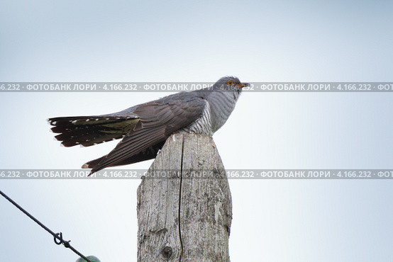 Кукушка обыкновенная, Cuculus canorus, Common Cuckoo. Стоковое фото, фотограф Василий Вишневский / Фотобанк Лори