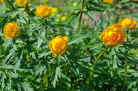 Купальница (лат. Trollius) Стоковое фото, фотограф Елена Коромыслова / Фотобанк Лори