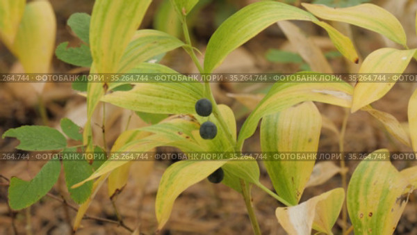Купена лекарственная (Polygonatum odoratum) с плодами в смешанном лесу. Polygonatum odoratum (angular Solomon's seal) with fruits in a mixed forest. Стоковое видео, видеограф Евгений Романов / Фотобанк Лори