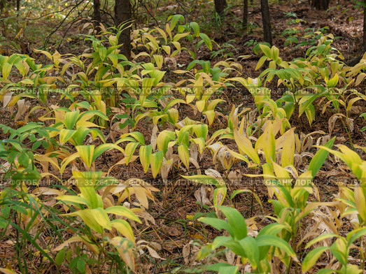 Купена лекарственная (Polygonatum odoratum) с плодами в смешанном лесу. Polygonatum odoratum (angular Solomon's seal) with fruits in a mixed forest. Стоковое фото, фотограф Евгений Романов / Фотобанк Лори