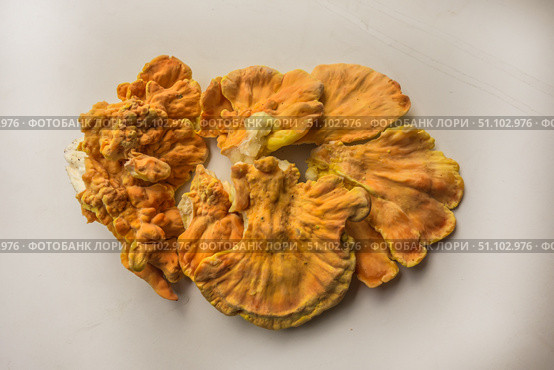 Куриный гриб, гриб трутовик серно-жёлтый Laetiporus sulphureus — трутовик, растущий на деревьях. Его также называют трутовиком сернистым. Изолированный на белом фоне с тенями.Chicken of the woods (Laetiporus sulphureus), close-up. Isolated on white background with shadows. Стоковое фото, фотограф Iva Noel / Фотобанк Лори