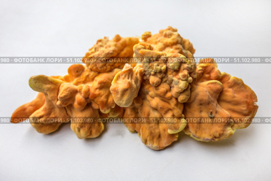 Куриный гриб, гриб трутовик серно-жёлтый Laetiporus sulphureus — трутовик, растущий на деревьях. Его также называют трутовиком сернистым. Изолированный на белом фоне с тенями.Chicken of the woods (Laetiporus sulphureus), close-up. Isolated on white background with shadows. Стоковое фото, фотограф Iva Noel / Фотобанк Лори