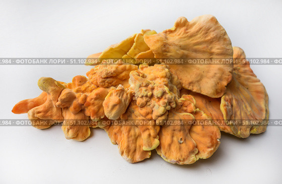 Куриный гриб, гриб трутовик серно-жёлтый Laetiporus sulphureus — трутовик, растущий на деревьях. Его также называют трутовиком сернистым. Изолированный на белом фоне с тенями.Chicken of the woods (Laetiporus sulphureus), close-up. Isolated on white background with shadows. Стоковое фото, фотограф Iva Noel / Фотобанк Лори
