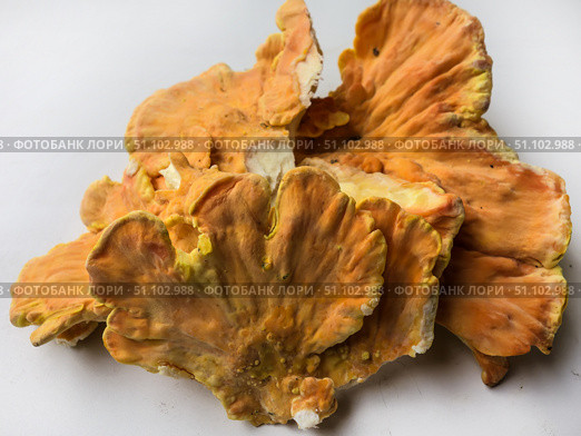 Куриный гриб, гриб трутовик серно-жёлтый Laetiporus sulphureus — трутовик, растущий на деревьях. Его также называют трутовиком сернистым. Изолированный на белом фоне с тенями.Chicken of the woods (Laetiporus sulphureus), close-up. Isolated on white background with shadows. Стоковое фото, фотограф Iva Noel / Фотобанк Лори