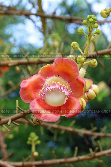 Курупита гвианская (Couroupita guianensis). Цветок растения крупным планом. Стоковое фото, фотограф Григорий Писоцкий / Фотобанк Лори