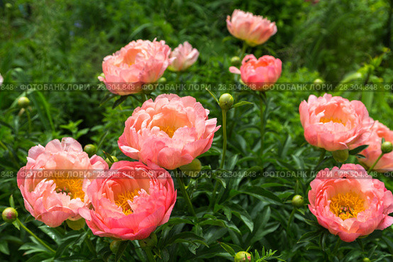 Куст кораллового пиона. Пион межвидовой гибрид Пинк Ховайн Корал (Pink Hawaiian Coral) Стоковое фото, фотограф Ольга Сейфутдинова / Фотобанк Лори