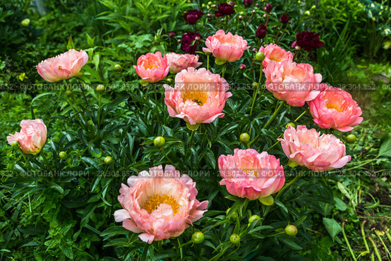 Куст кораллового пиона. Пион межвидовой гибрид Пинк Ховайн Корал (Pink Hawaiian Coral) Стоковое фото, фотограф Ольга Сейфутдинова / Фотобанк Лори