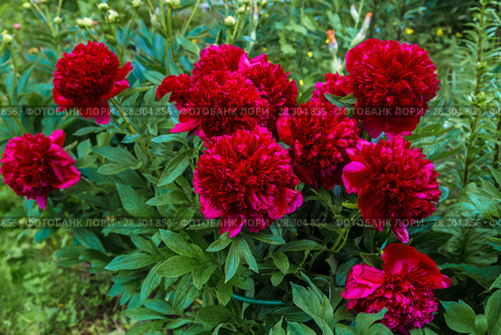 Куст пиона Рэд Чарм (Paeonia) Стоковое фото, фотограф Ольга Сейфутдинова / Фотобанк Лори