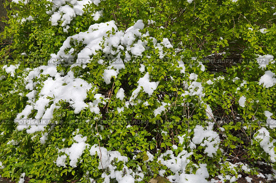 Куст спиреи (лат. Spiraea) после майского снегопада. Стоковое фото, фотограф Елена Коромыслова / Фотобанк Лори