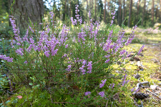 Куст вереска ( Calluna vulgaris ) цветущий в лесу. Стоковое фото, фотограф Терешко Сергей / Фотобанк Лори