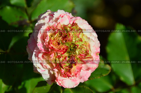 Кустарниковая роза Роз`Одиль / Жардан а Флер Ду (лат. Ros’odile / Jardins a Fleur D`eau). Petales de Roses. Guillot- Massada (Гийо-Массада), Франция, 2011. Стоковое фото, фотограф lana1501 / Фотобанк Лори