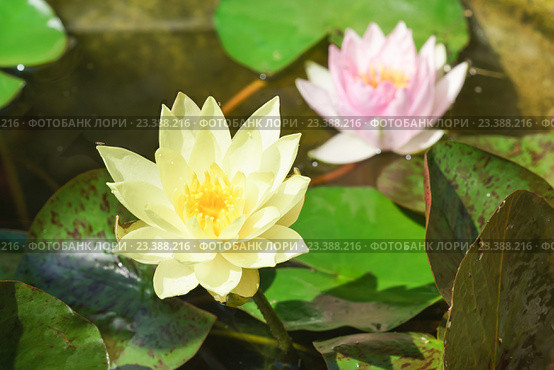 Кувшинки (лат. Nymphaea) в пруду. Стоковое фото, фотограф Наталья Гармашева / Фотобанк Лори