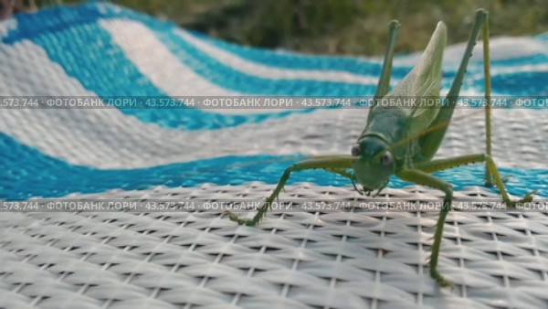 Кузнечик крупным планом. Стоковое видео, видеограф Максим Камкин / Фотобанк Лори