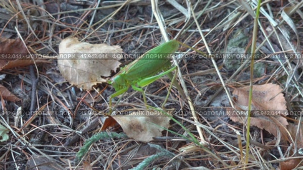 Кузнечик откладывает яйца. Август. A grasshopper lays eggs. August. Стоковое видео, видеограф Горшков Александр / Фотобанк Лори