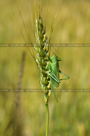 Кузнечик зелёный (лат. Tettigonia viridissima) на колоске ржи. Стоковое фото, фотограф Елена Коромыслова / Фотобанк Лори