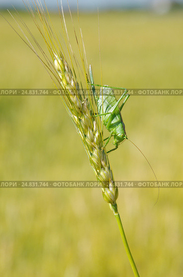 Кузнечик зелёный (лат. Tettigonia viridissima) на колоске ржи. Стоковое фото, фотограф Елена Коромыслова / Фотобанк Лори