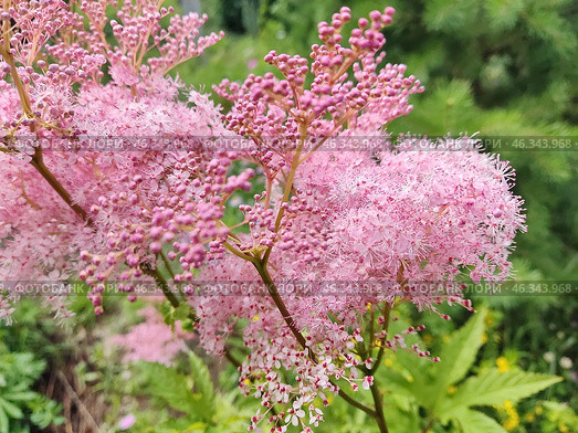 Лабазник красный Venusta (Filipendula rubra), предпочитает солнечные и полутенистые места и влажные, хорошо дренированные почвы. Стоковое фото, фотограф Сергей Елизарьев / Фотобанк Лори