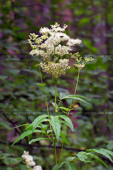 Лабазник вязолистный (лат. Filipendula ulmaria L. Maxim.) — лекарственное многолетнее травянистое растение семейства Розовые (Rosaceae). Растение в природной среде произрастания. Западная Сибирь, Россия. Стоковое фото, фотограф Евгений Мухортов / Фотобанк Лори