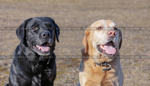 Labrador dogs black and fawn are sitting side by side and looking in the same direction. Стоковое фото, фотограф Олег Елагин / Фотобанк Лори