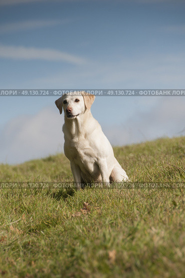Labrador Portrait. Стоковое фото, агентство Ingram Publishing / Фотобанк Лори