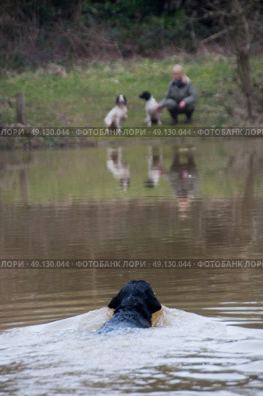 Labrador retrieving on a shoot over water while the owner looks on, across the pond, with two spaniels. Стоковое фото, агентство Ingram Publishing / Фотобанк Лори