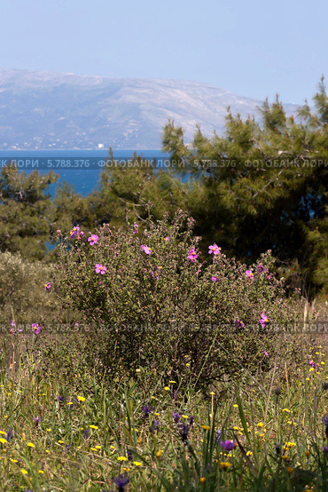 Ладанник критский на фоне моря (Cistus creticus, Cistus incanus) Стоковое фото, фотограф Татьяна Ляпи / Фотобанк Лори