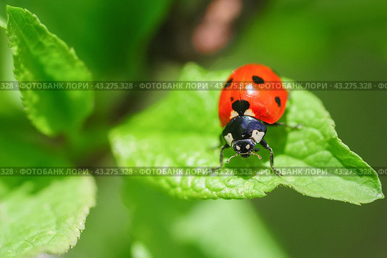 Ladybug (Coccinellidae) on parsley stem and green background. Стоковое фото, фотограф Корнеев Вячеслав / Фотобанк Лори