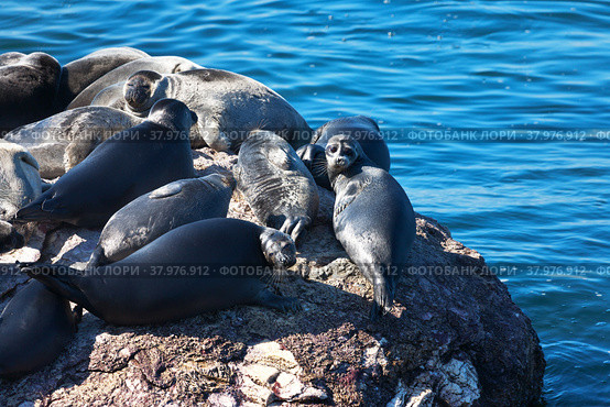 Lake Baikal on a summer day. A group of wild pinnipeds, the famous Baikal seal, basks in the sun on a small stone island. Cute calm animals have become a symbol of the Siberian lake. Стоковое фото, фотограф Виктория Катьянова / Фотобанк Лори