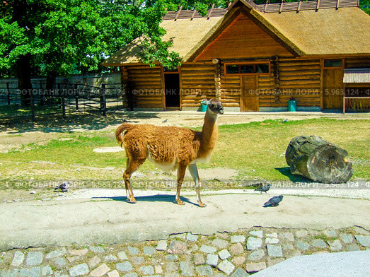 Лама. Стоковое фото, фотограф Андрей Анатольевич / Фотобанк Лори