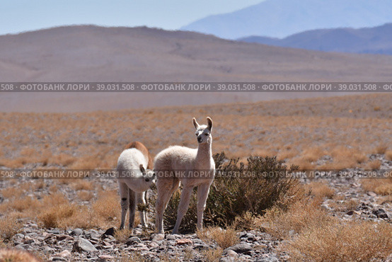 Lamas in Atacama Desert Chile South America. Стоковое фото, фотограф Andreas Muth-Hegener / Фотобанк Лори