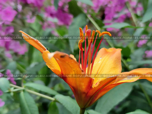 Lanceolate lily of orange color. Стоковое фото, фотограф Andrew_Swarga / Фотобанк Лори