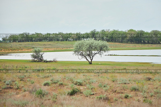 Landscape of steppes or semi-deserts. Sparse vegetation. A reservoir. Стоковое фото, фотограф Наталия Кирсанова / Фотобанк Лори