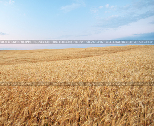 Landscape with warm colored yellow wheat crops on sunset on rural farmland. Ears of golden wheat. Rich harvest. Стоковое фото, агентство Ingram Publishing / Фотобанк Лори