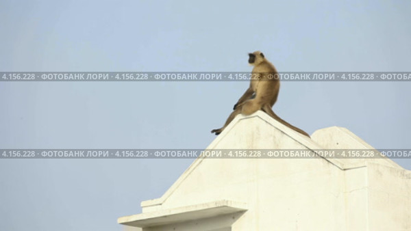 Лангур на крыше. Стоковое видео, видеограф Игорь Жоров / Фотобанк Лори