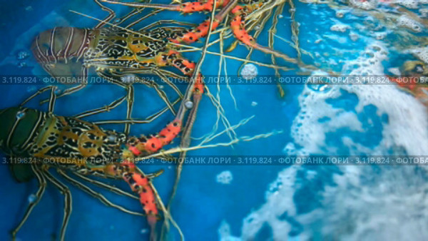 Лангусты на рынке морепродуктов. Стоковое видео, видеограф Игорь Жоров / Фотобанк Лори